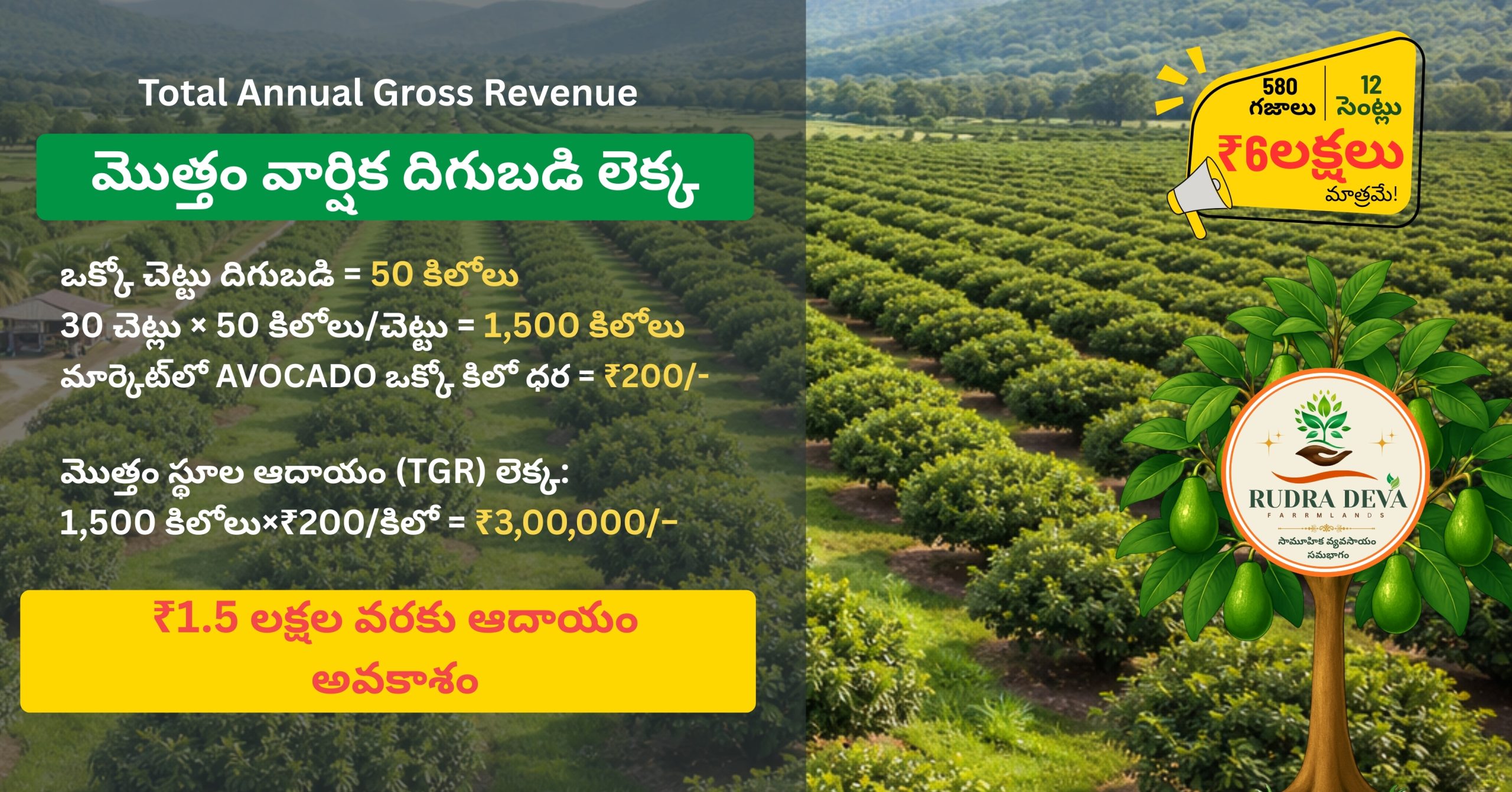 Avocado Farm Land Investment Near Vinukonda